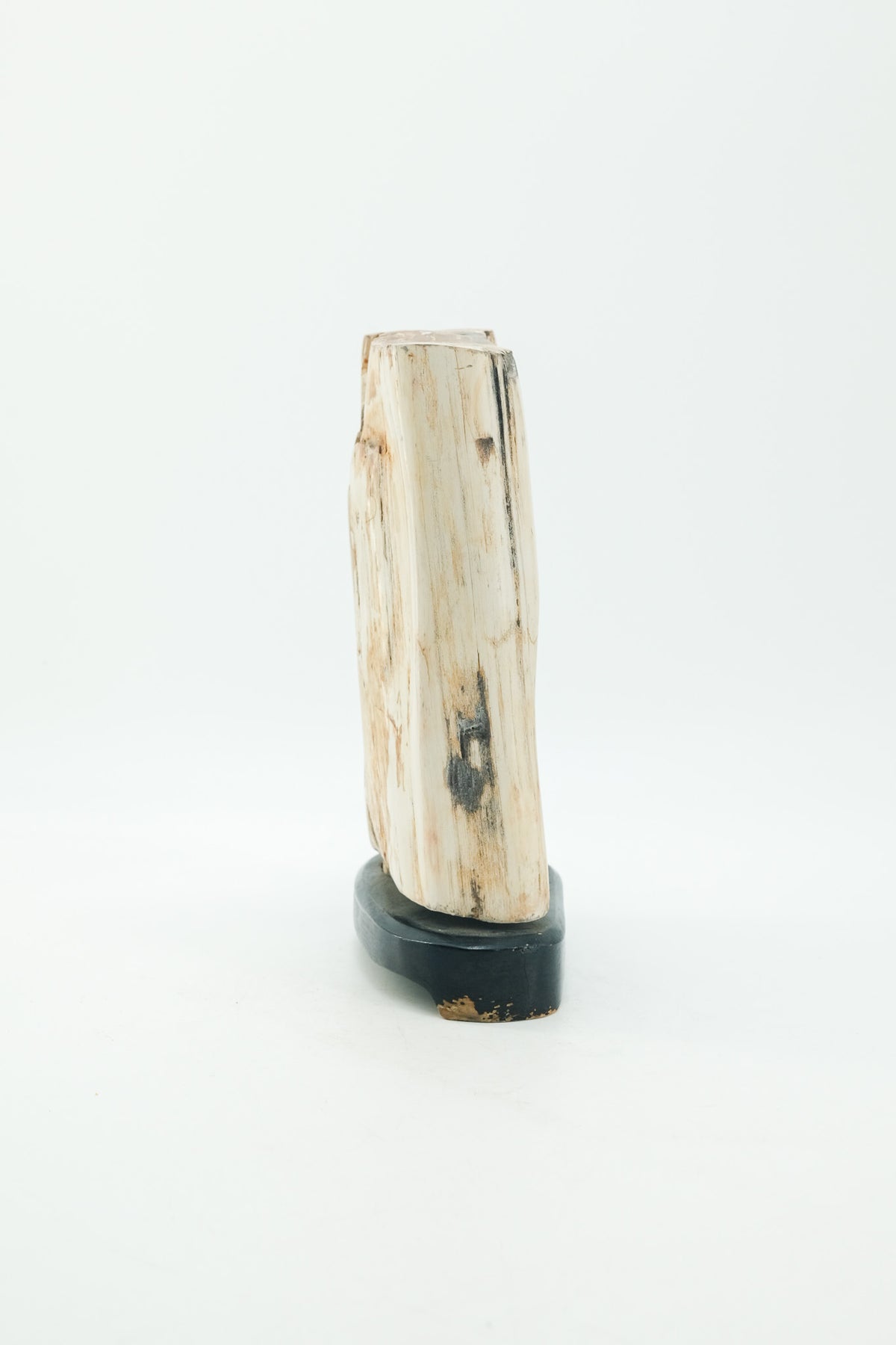 Petrified Wood Object / 珪化木 オブジェ