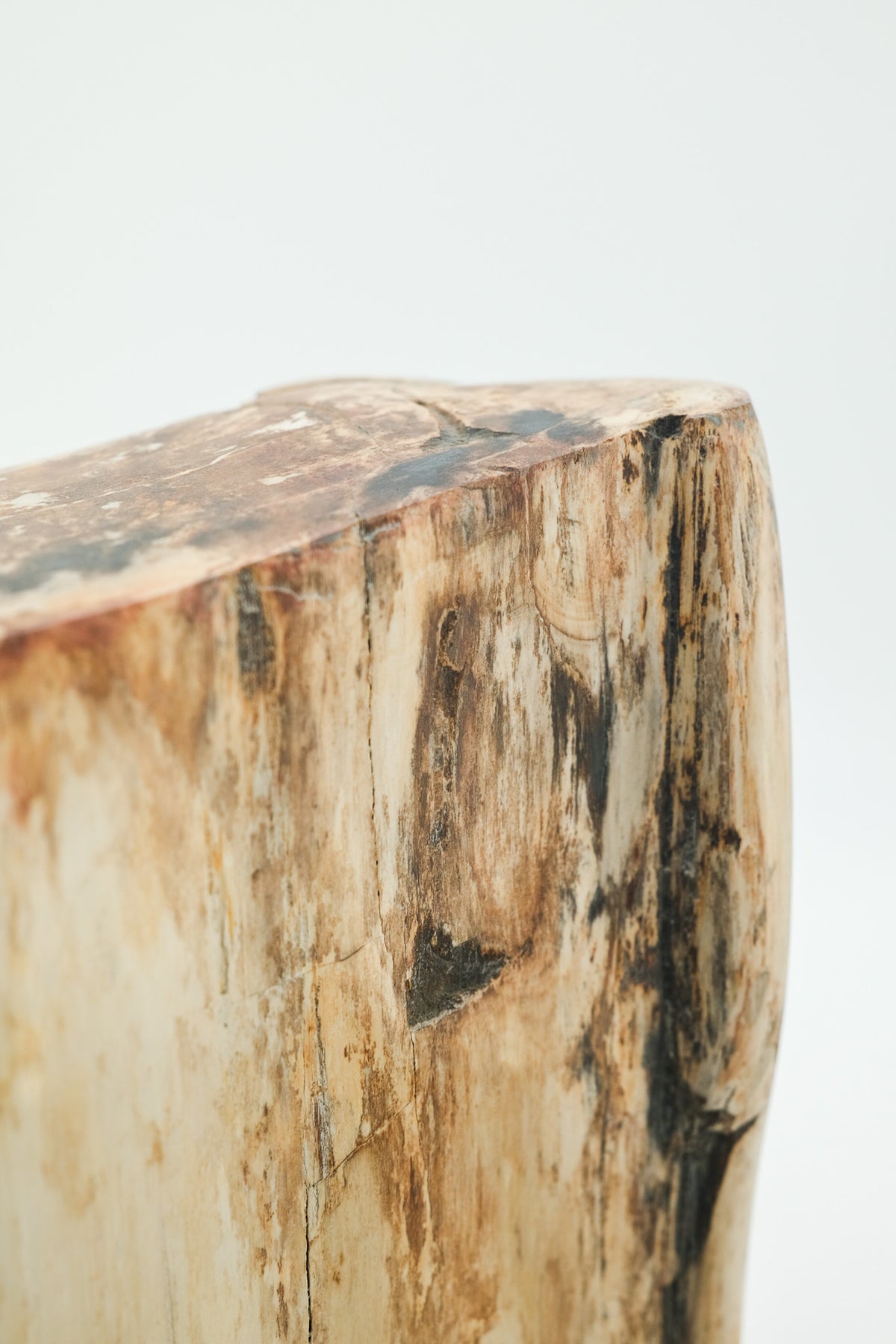 Petrified Wood Object / 珪化木 オブジェ