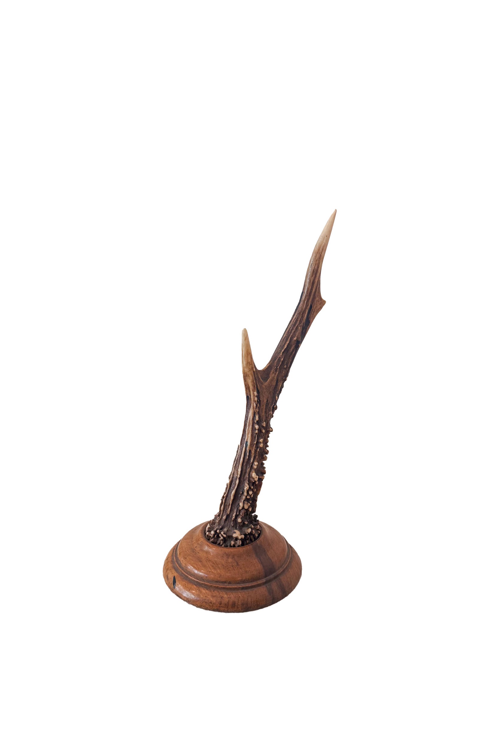 Wooden Christ Bust Object / 木製キリストの胸像