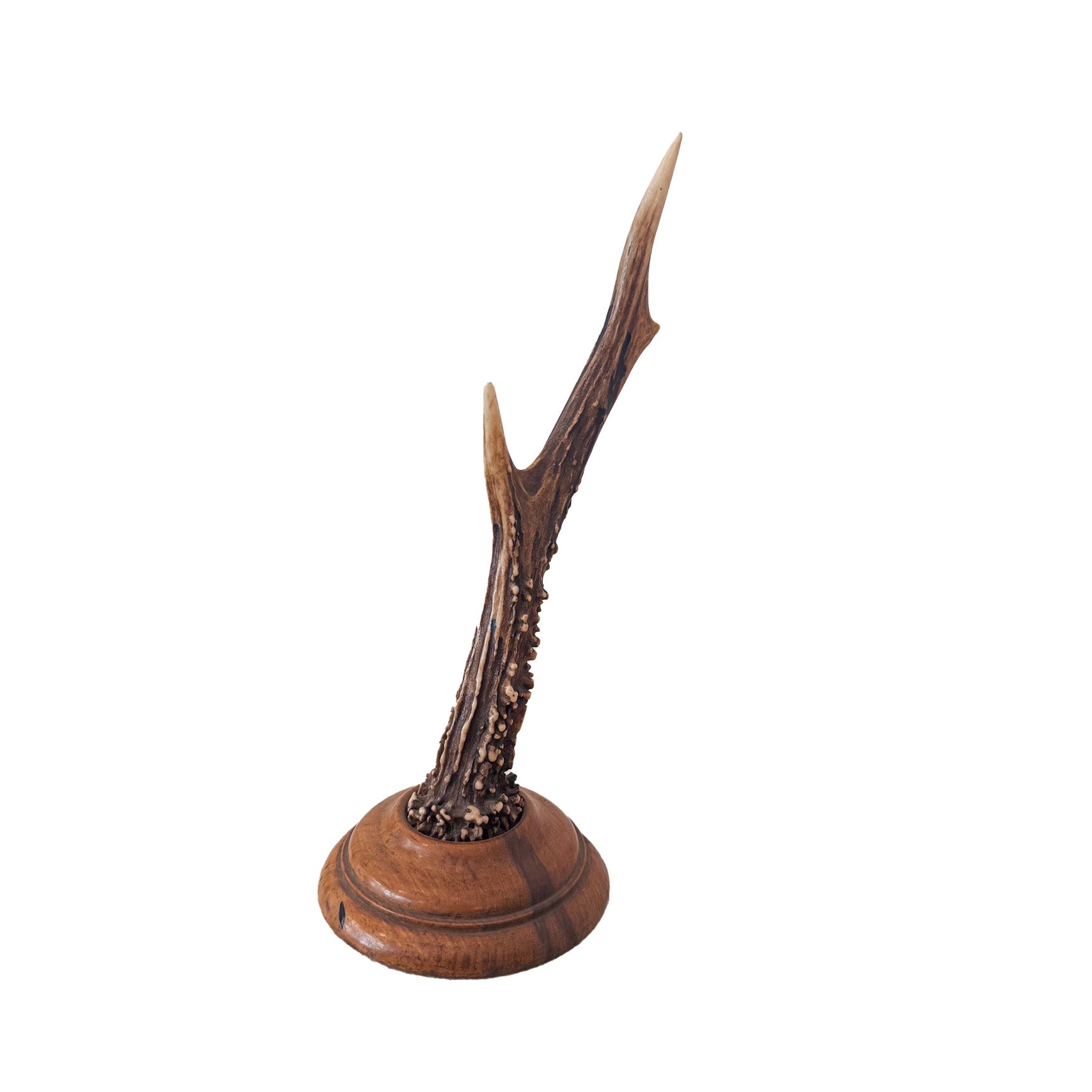 Horn Object / 角のオブジェ