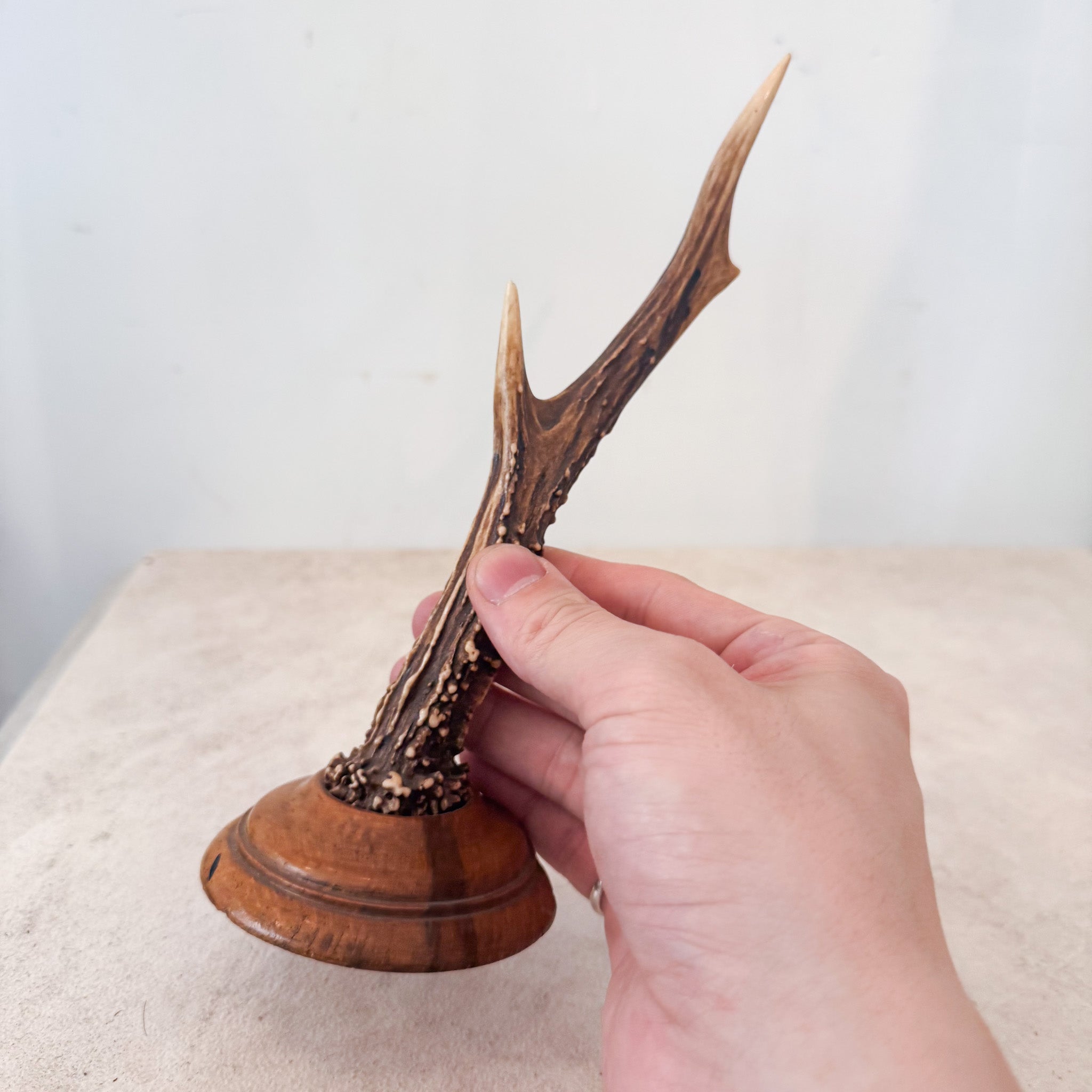 Horn Object / 角のオブジェ